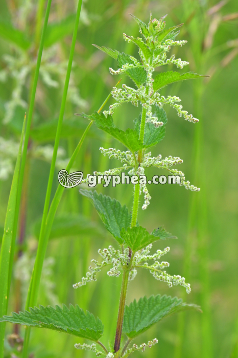 Ortie dioïque (Urtica dioica, Urticacae) - gryphea.com